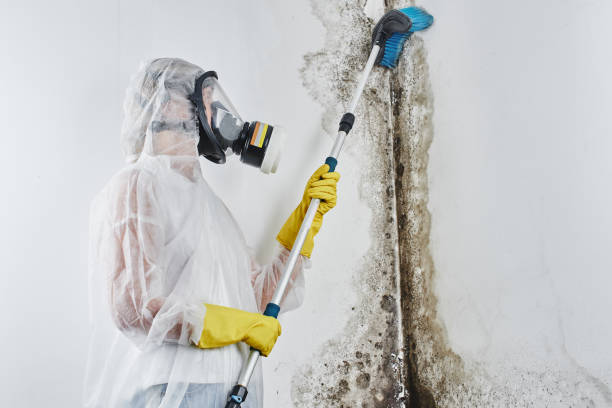 Best Insurance-Related Mold Remediation in Albers, IL