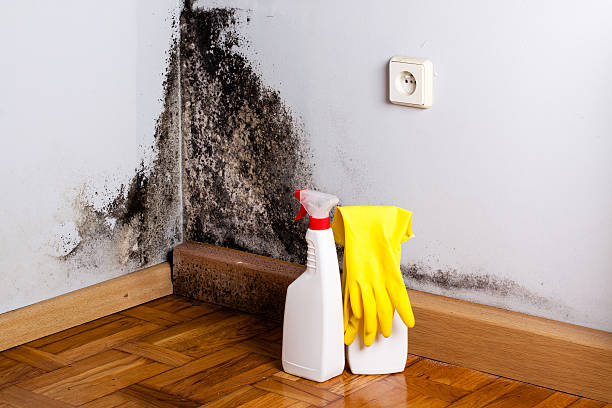 Best Post-Flood Mold Remediation in Albers, IL